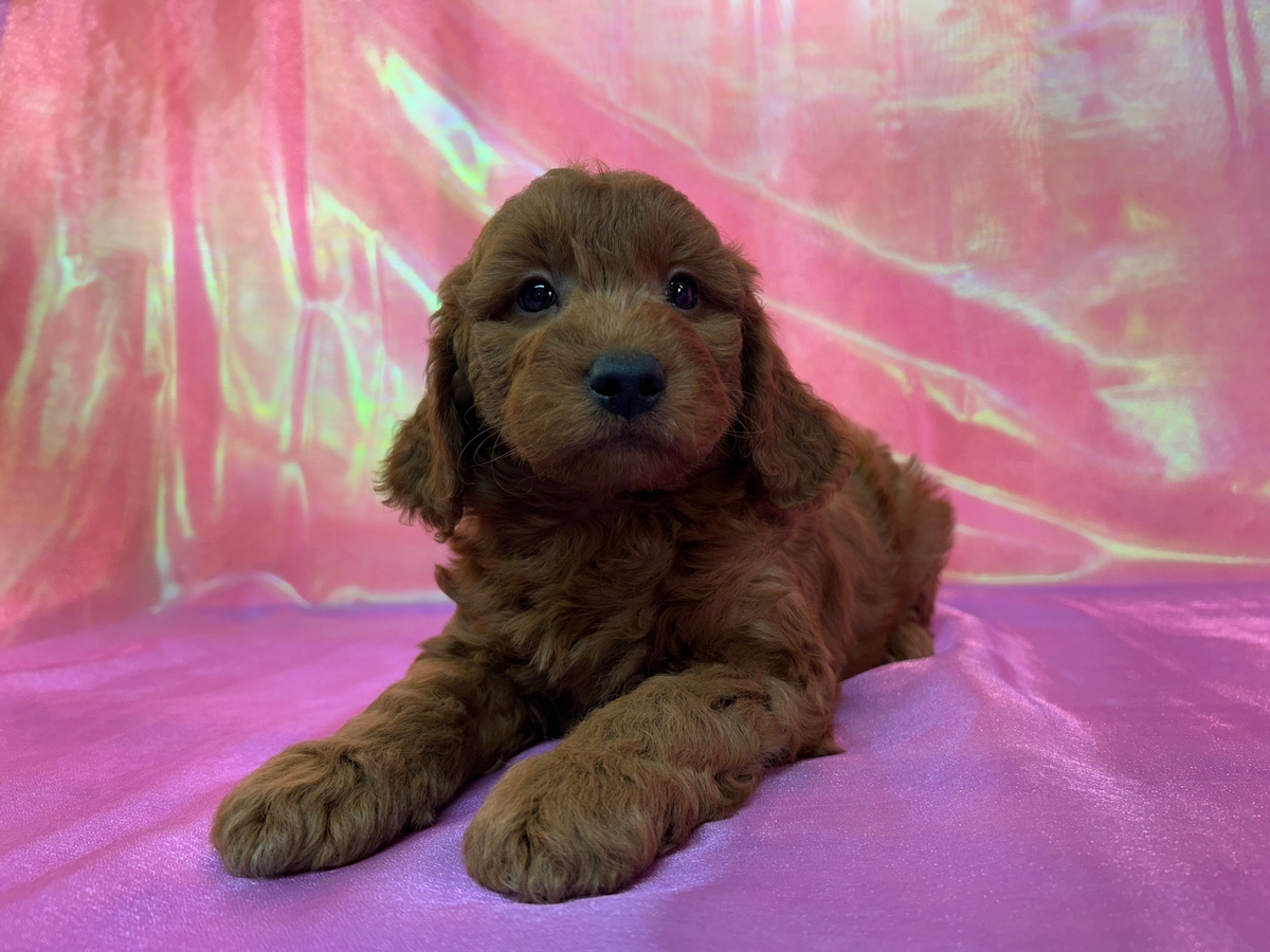 Dark Red Male F1b Miniature Golden Doodle Puppy for Sale DOB 9-16-2025 $1200